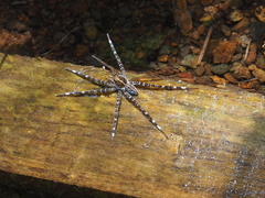 Dolomedes mizhoanus