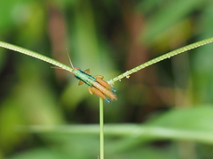 Caryanda spuria