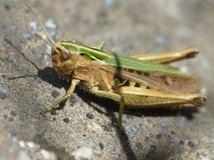 Omocestus