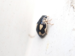 Hyperaspis festiva