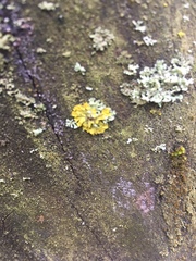 Xanthoria parietina