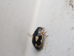 Hyperaspis festiva
