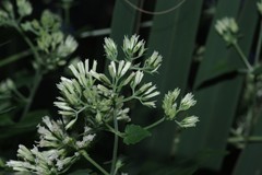 Mikania scandens image