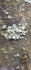Physcia adscendens