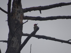 Melanerpes carolinus