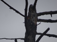 Melanerpes carolinus