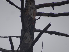 Melanerpes carolinus