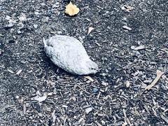 Coturnix