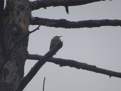 Melanerpes carolinus
