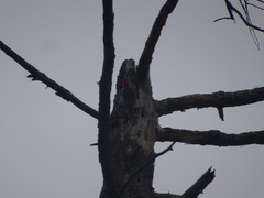 Melanerpes carolinus