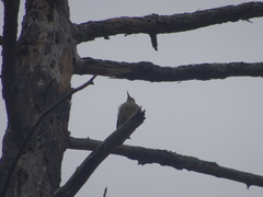 Melanerpes carolinus