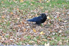 Corvus brachyrhynchos