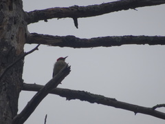 Melanerpes carolinus