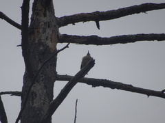 Melanerpes carolinus