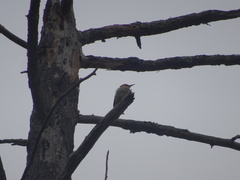 Melanerpes carolinus