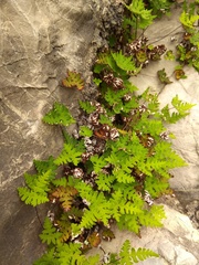 Aleuritopteris argentea