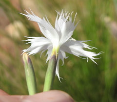 Dianthus mooiensis