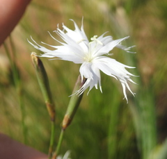 Dianthus mooiensis