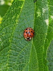 Harmonia axyridis