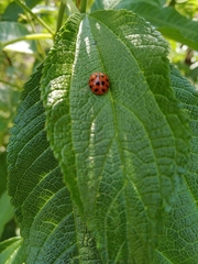 Harmonia axyridis