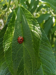 Harmonia axyridis