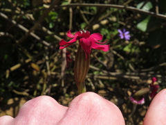 Silene ornata
