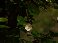 Catunaregam taylorii