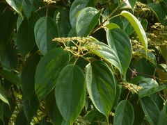 Premna coriacea