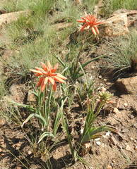 Aloe verecunda