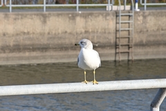 Larus delawarensis