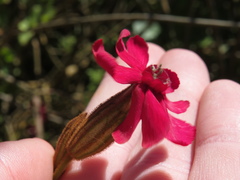 Silene ornata