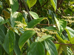 Premna coriacea