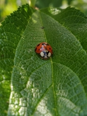 Harmonia axyridis