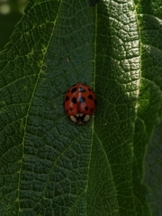 Harmonia axyridis