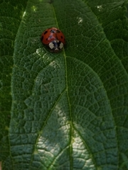 Harmonia axyridis