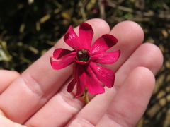 Silene ornata
