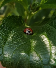 Harmonia axyridis