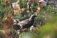 Sturnus vulgaris