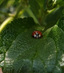Harmonia axyridis