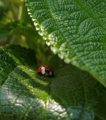 Harmonia axyridis