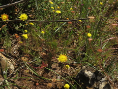 Cotula pruinosa