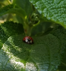 Harmonia axyridis