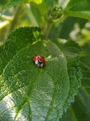 Harmonia axyridis