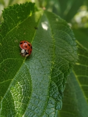 Harmonia axyridis