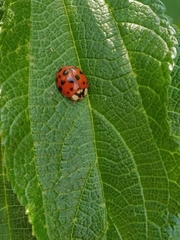 Harmonia axyridis