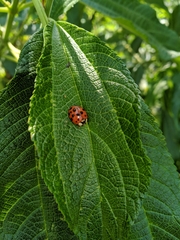 Harmonia axyridis