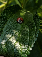 Harmonia axyridis