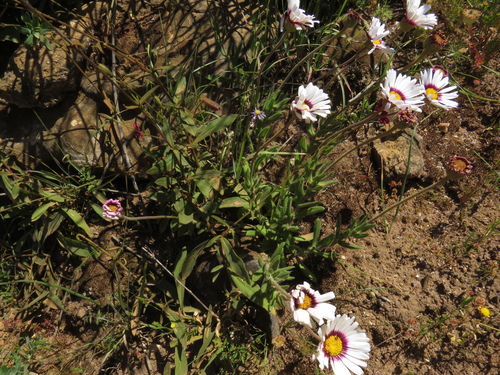 Image of Felicia elongata by (c) Jeremy Gilmore, some rights reserved (CC BY)