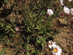 Silene ornata