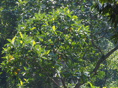 Artocarpus elasticus